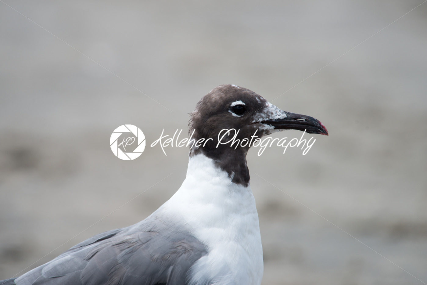 Closeup view of a Seagull on Beach - Kelleher Photography Store