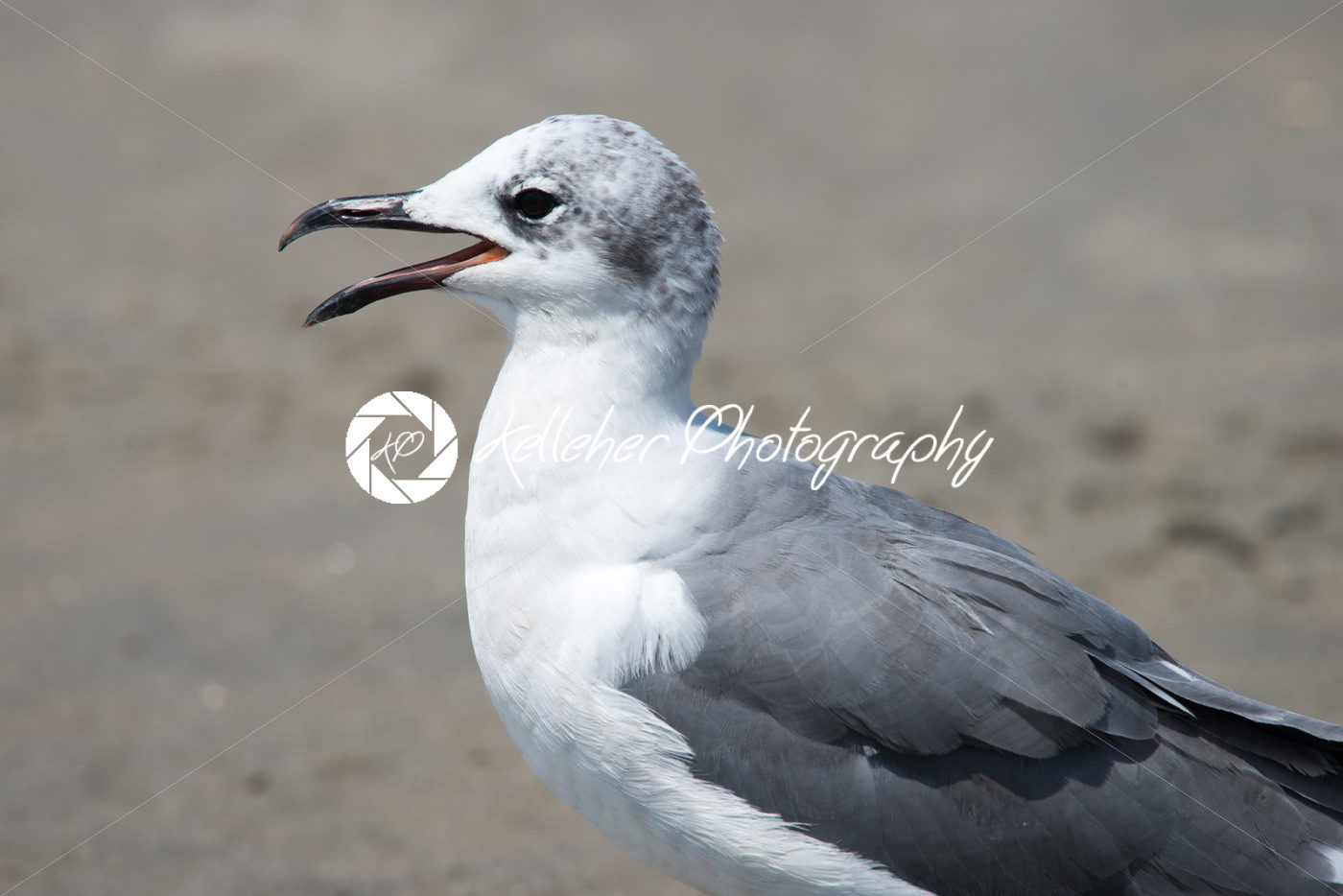 Closeup view of a Seagull on Beach - Kelleher Photography Store