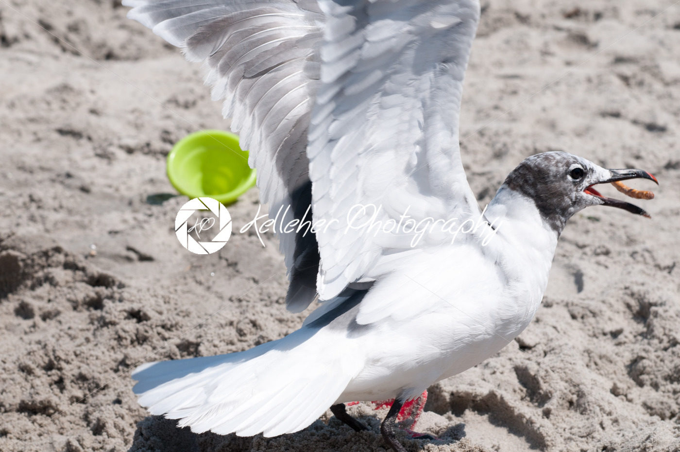 Seagull catching a pretzel in its mouth on the beach in Ocean City, NJ - Kelleher Photography Store