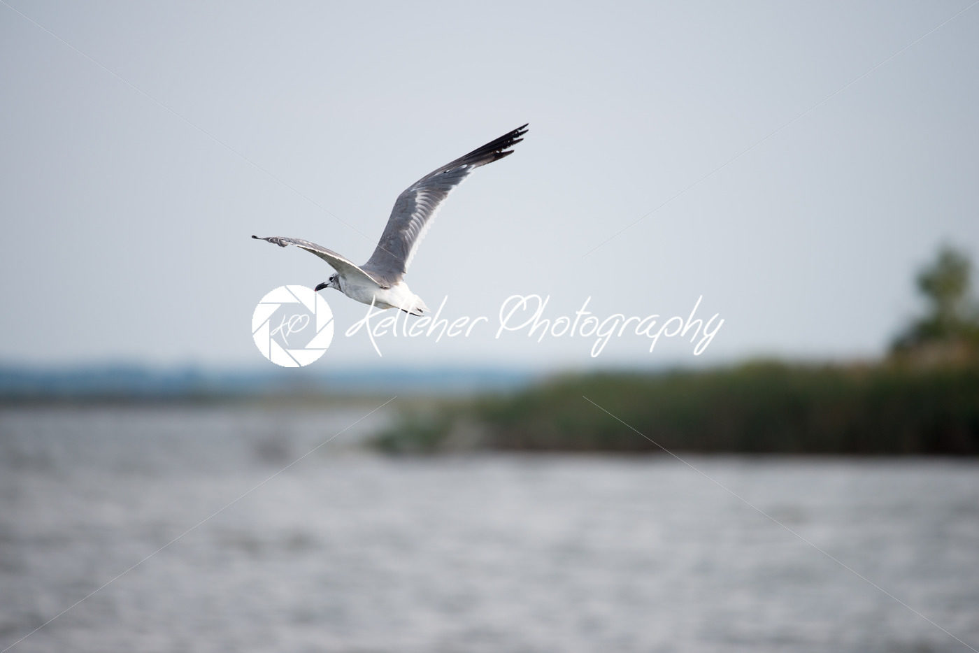 Seagull flying over the Chesapeake Bay around sunset - Kelleher Photography Store