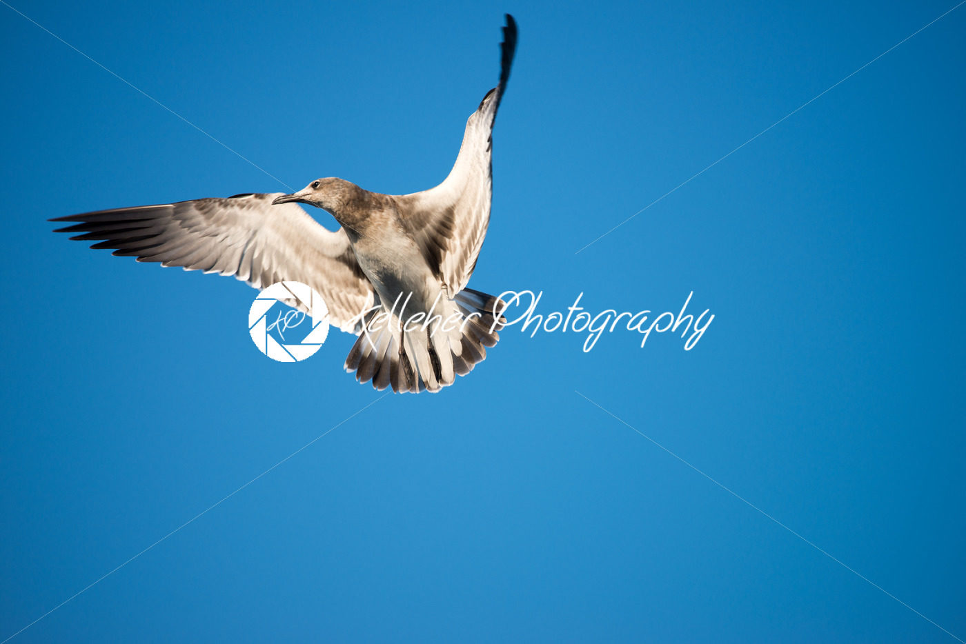 Seagull in flight against a cloudless blue sky background - Kelleher Photography Store