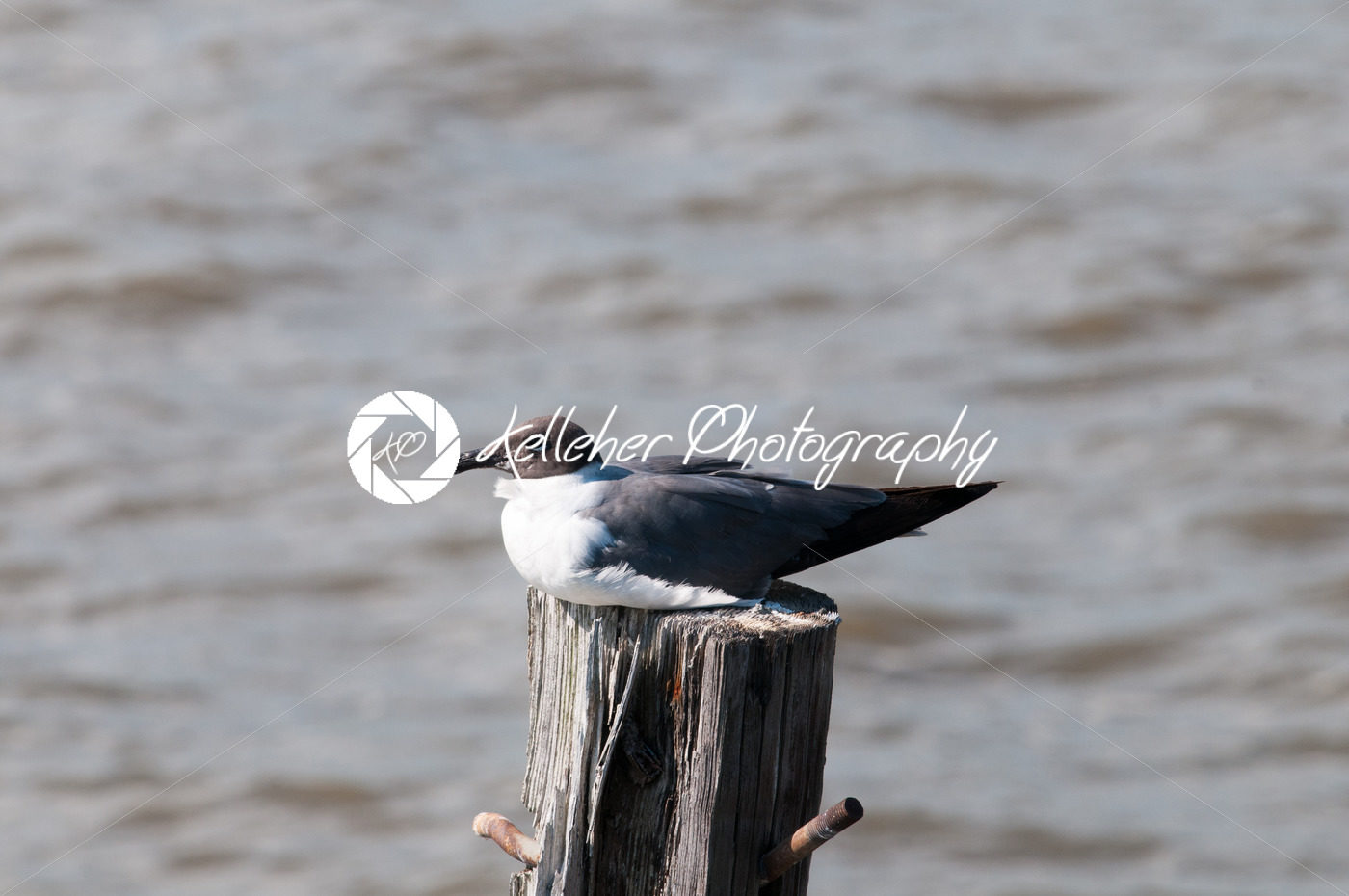 Seagull resting on a pole near Fort Delaware, DE - Kelleher Photography Store