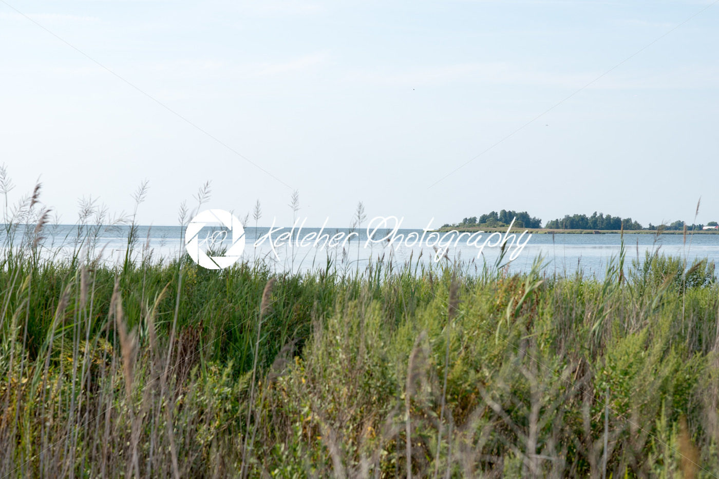 Thickets of reeds and Chesapeake Bay on Maryland Eastern Shore near Rock Hall, MD - Kelleher Photography Store
