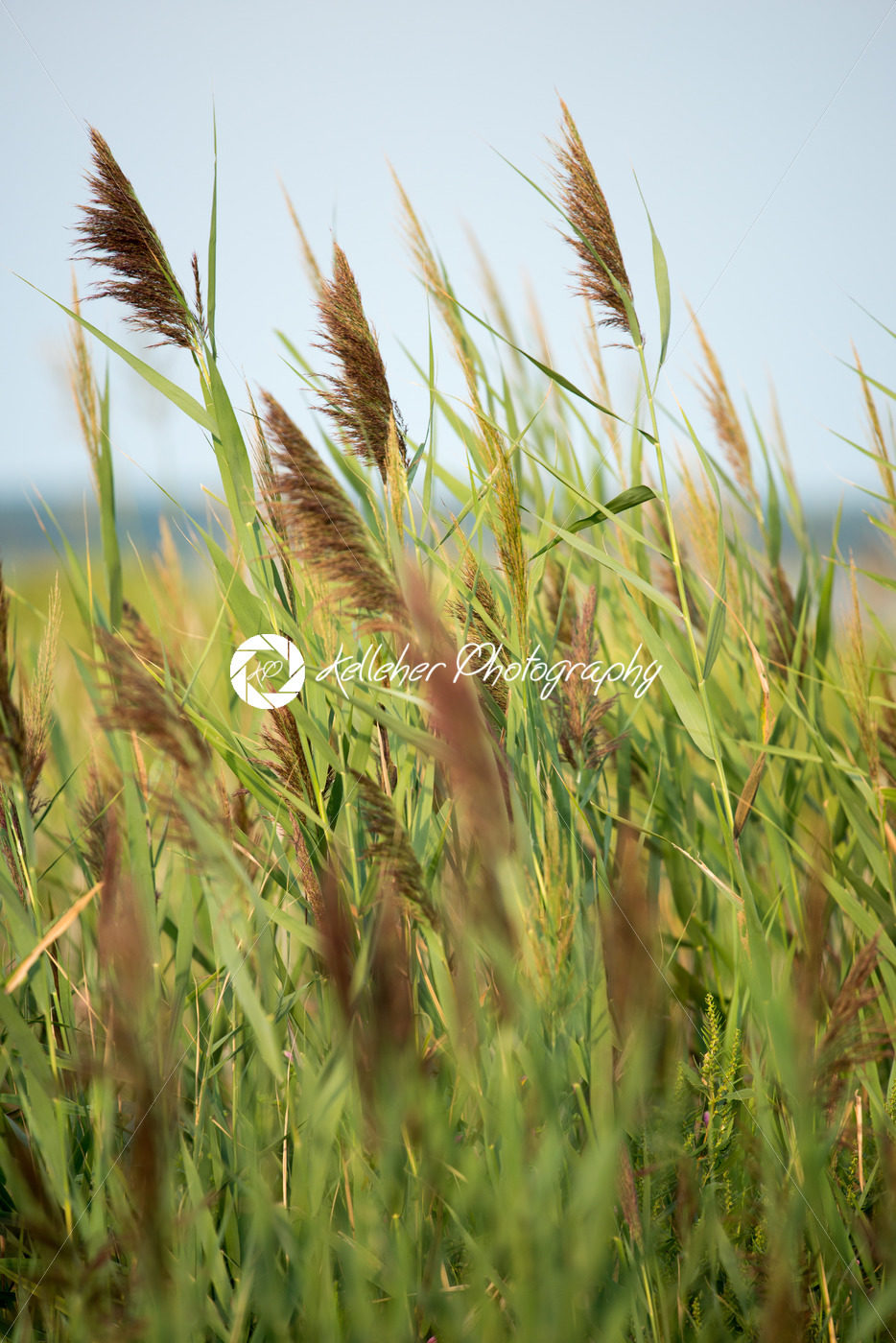 Thickets of reeds on Maryland Eastern Shore near Rock Hall, MD - Kelleher Photography Store