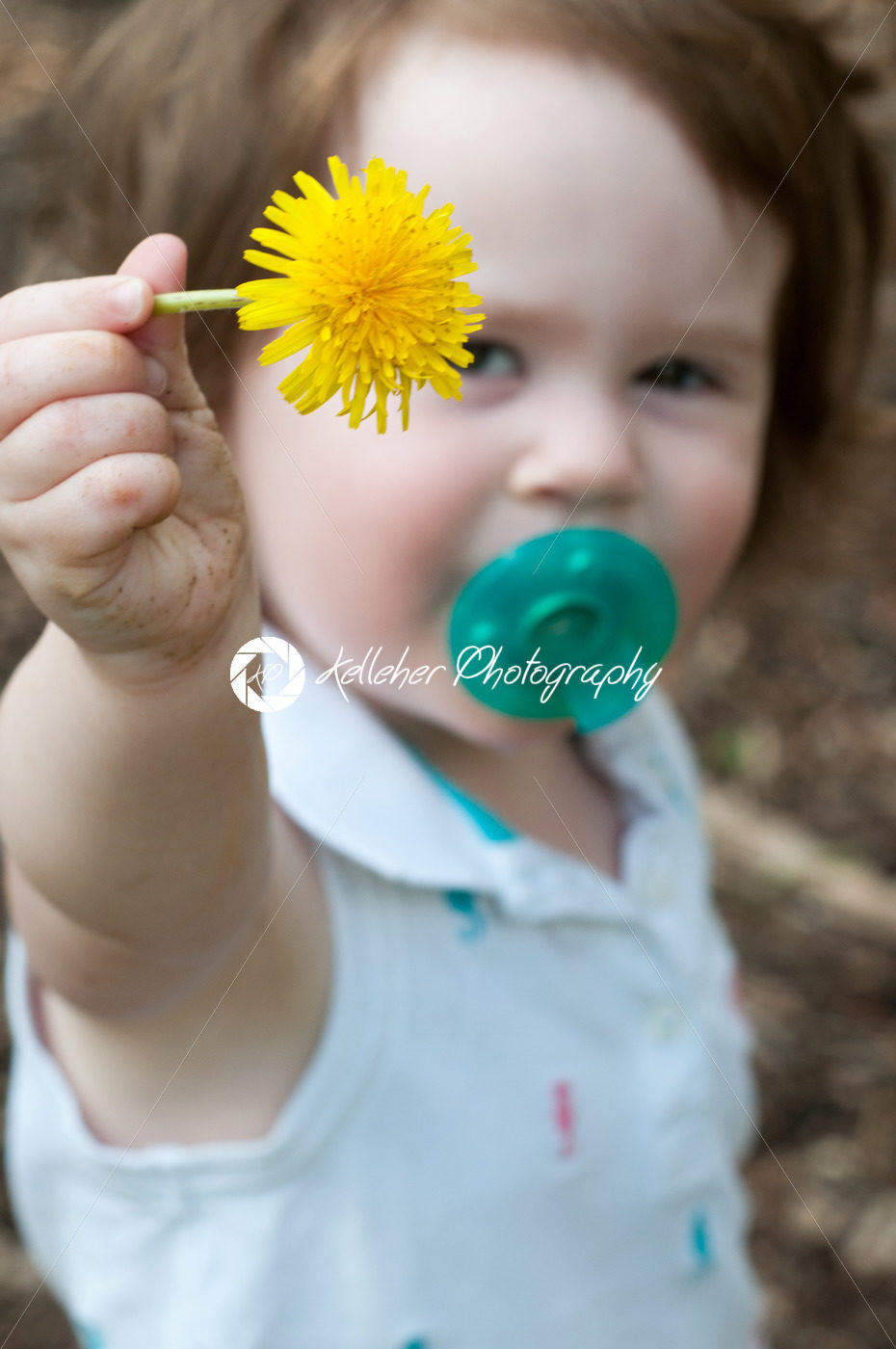 Young toddler girl holding up a dandelion - Kelleher Photography Store