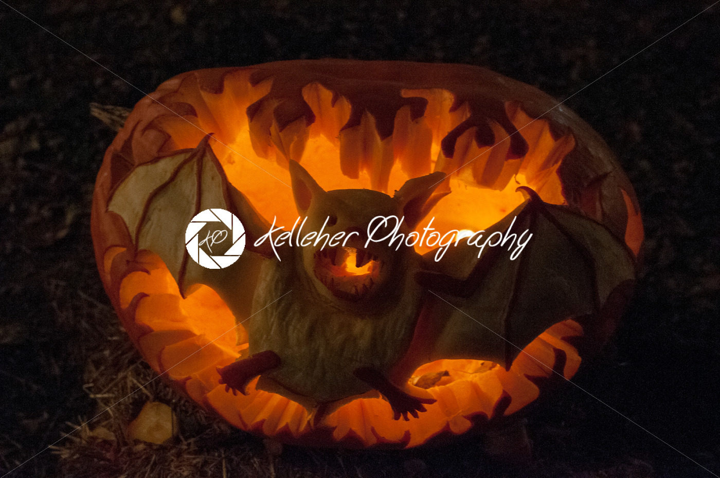 CHADDS FORD, PA – OCTOBER 26: Bat Pumpkin at The Great Pumpkin Carve carving contest on October 26, 2013 - Kelleher Photography Store