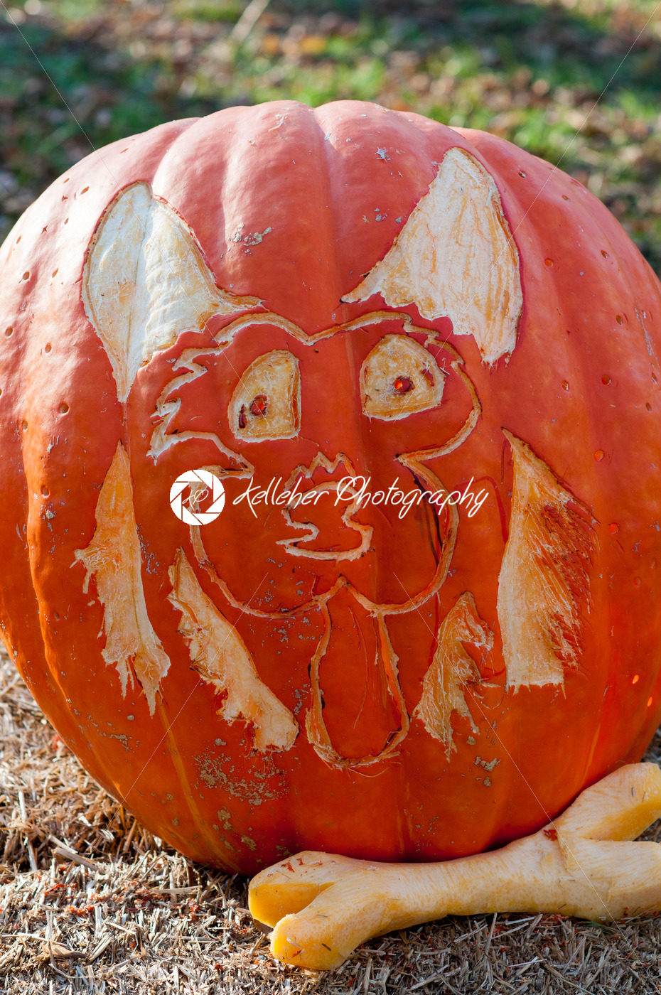 CHADDS FORD, PA – OCTOBER 26: Dog and Bone Pumpkin at The Great Pumpkin Carve carving contest on October 26, 2013 - Kelleher Photography Store