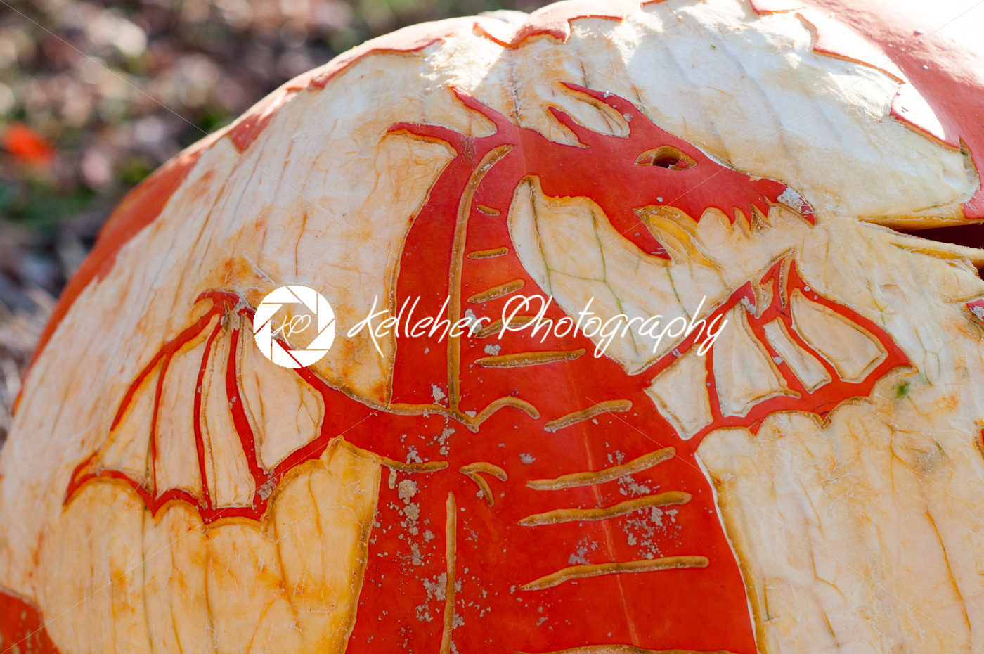 CHADDS FORD, PA – OCTOBER 26: Dragon Pumpkin at The Great Pumpkin Carve carving contest on October 26, 2013 - Kelleher Photography Store