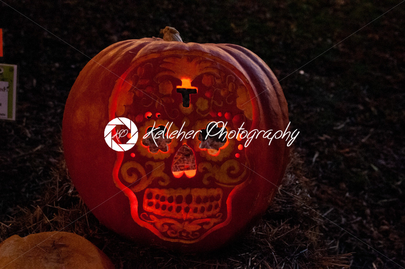 CHADDS FORD, PA – OCTOBER 26: Skull Pumpkin at The Great Pumpkin Carve carving contest on October 26, 2013 - Kelleher Photography Store