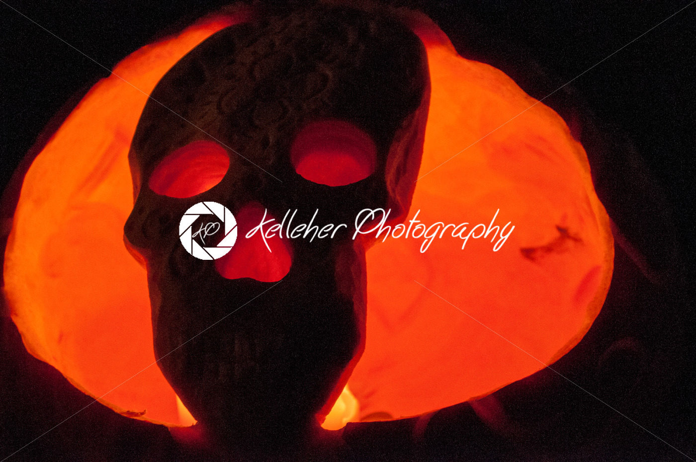 CHADDS FORD, PA – OCTOBER 26: Skull Pumpkin at The Great Pumpkin Carve carving contest on October 26, 2013 - Kelleher Photography Store