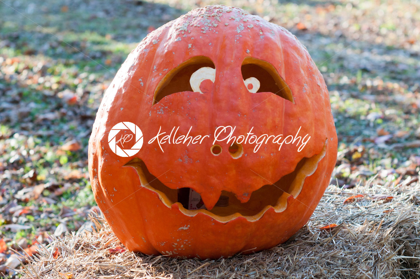 CHADDS FORD, PA – OCTOBER 26: The Great Pumpkin Carve carving contest on October 26, 2013 - Kelleher Photography Store