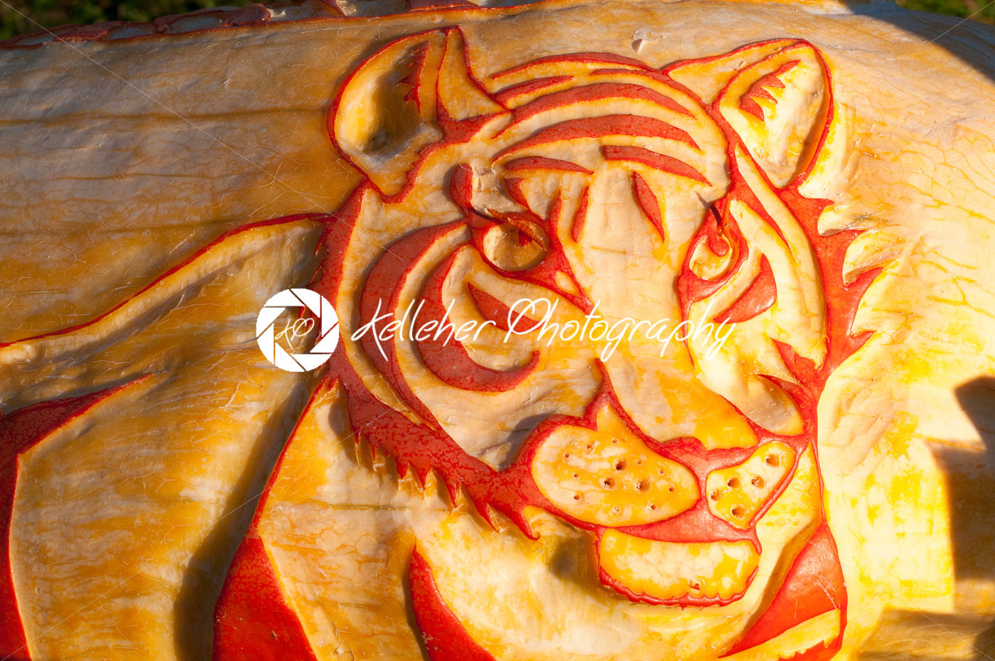 CHADDS FORD, PA – OCTOBER 26: Tiger Pumpkin at The Great Pumpkin Carve carving contest on October 26, 2013 - Kelleher Photography Store