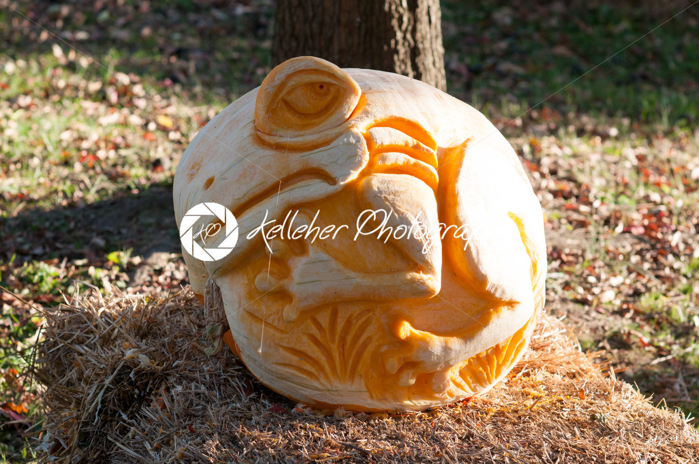CHADDS FORD, PA – OCTOBER 26: Tree Frog Pumpkin at The Great Pumpkin Carve carving contest on October 26, 2013 - Kelleher Photography Store