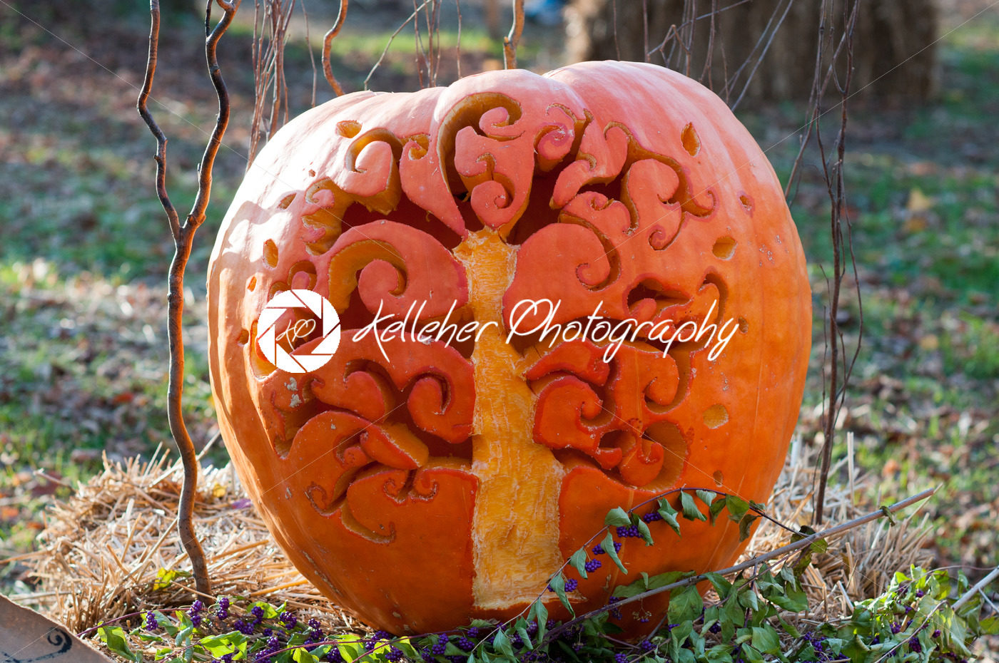 CHADDS FORD, PA – OCTOBER 26: Tree Pumpkin at The Great Pumpkin Carve carving contest on October 26, 2013 - Kelleher Photography Store