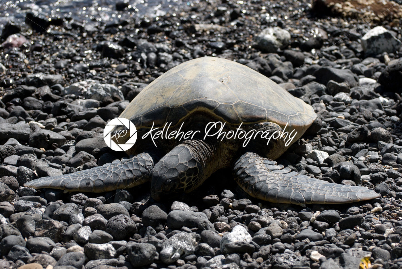 Close up of sea turtles resting on a rocky sand beach in Maui Hawaii - Kelleher Photography Store