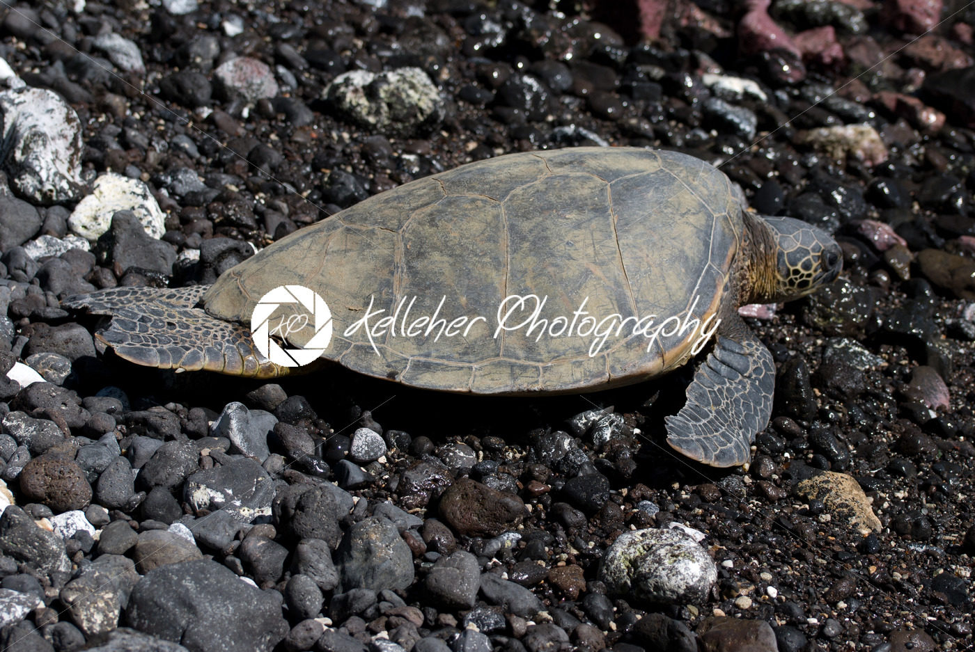 Close up of sea turtles resting on a rocky sand beach in Maui Hawaii - Kelleher Photography Store
