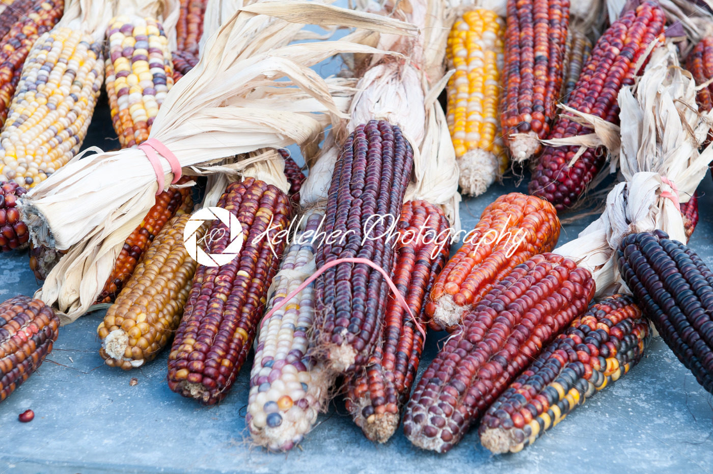 Decorative corn on the autumn market - Kelleher Photography Store