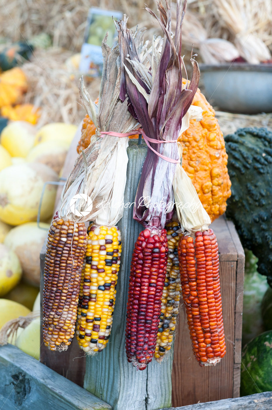 Decorative corn on the autumn market - Kelleher Photography Store