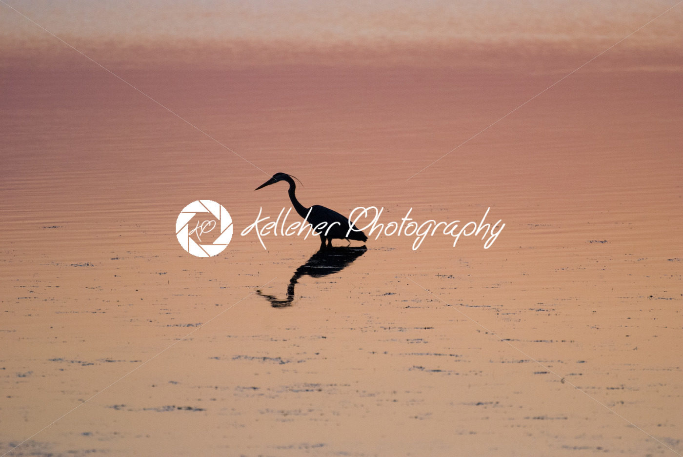 Egret in sound at sunset near Currituck, Outer Banks, North Carolina - Kelleher Photography Store