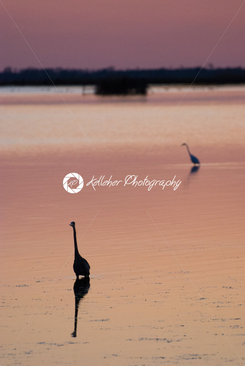Egret in sound at sunset near Currituck, Outer Banks, North Carolina - Kelleher Photography Store