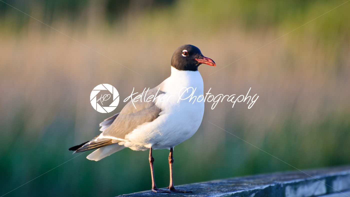 Sea gull watching for food opportunities while sitting on a pier post located in the outer banks of North Carolina - Kelleher Photography Store