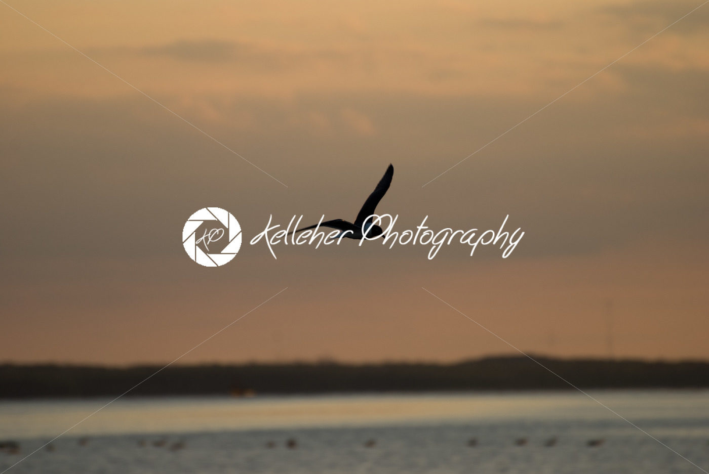 The Little Gull Larus minutus in flight on sunset natural background - Kelleher Photography Store