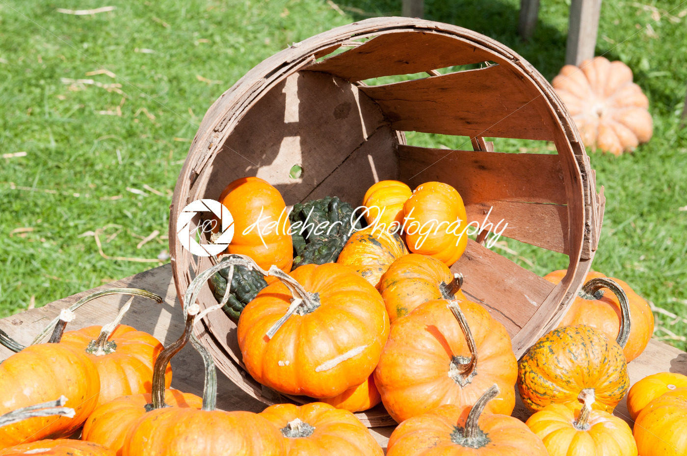 Various Pumpkins and other gourds in basket on table during fall - Kelleher Photography Store