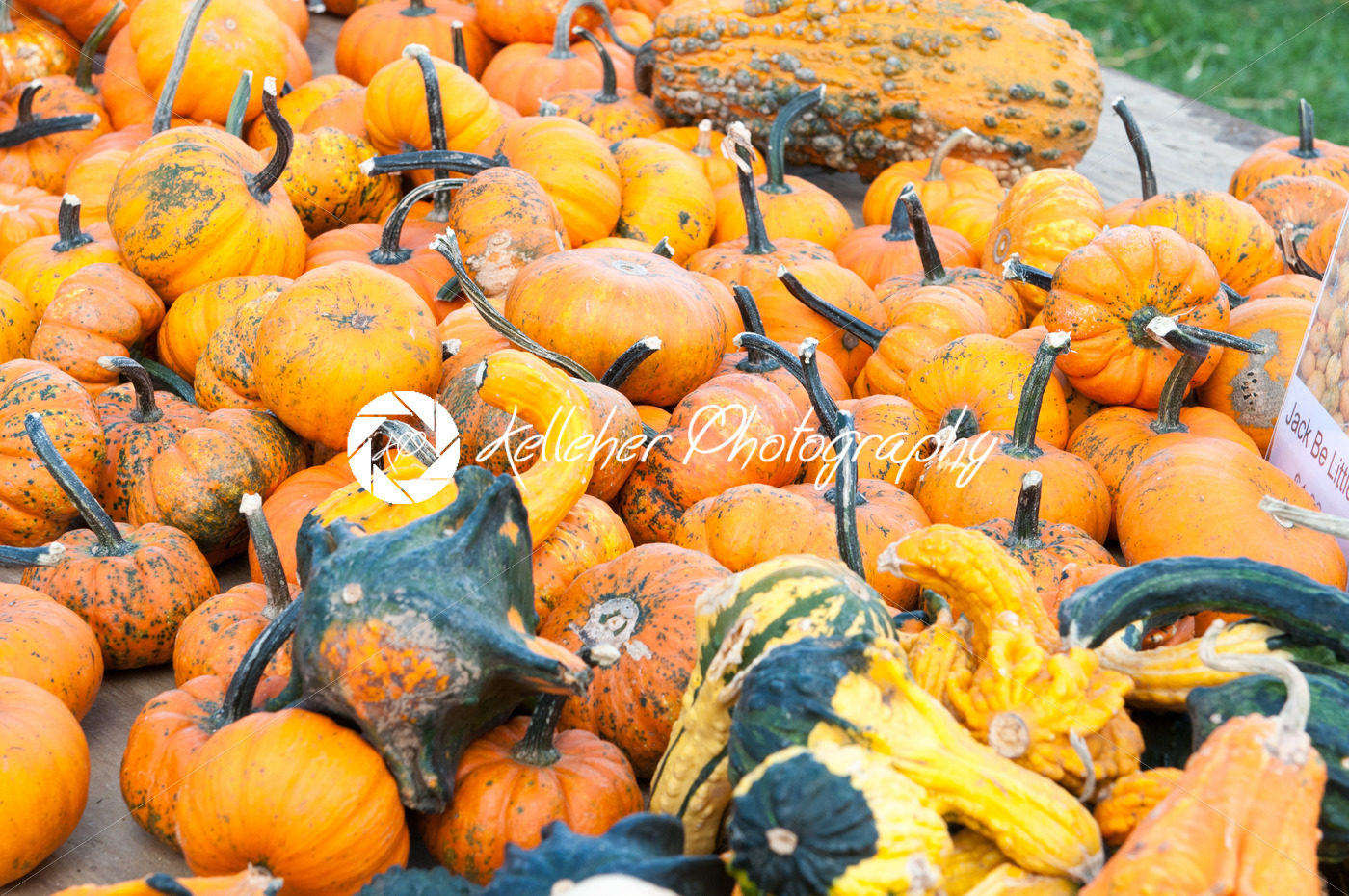 Various Pumpkins and other gourds on table during fall - Kelleher Photography Store