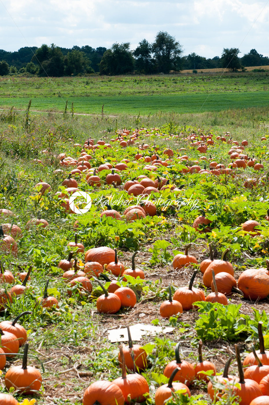 Various Pumpkins in green field during fall - Kelleher Photography Store