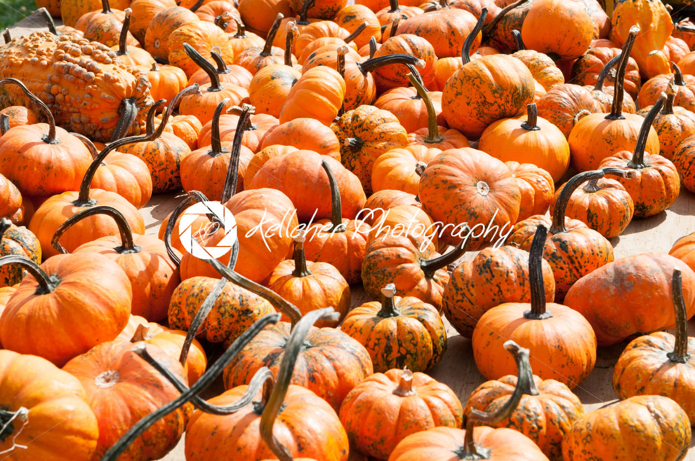 Various Pumpkins on table during fall - Kelleher Photography Store
