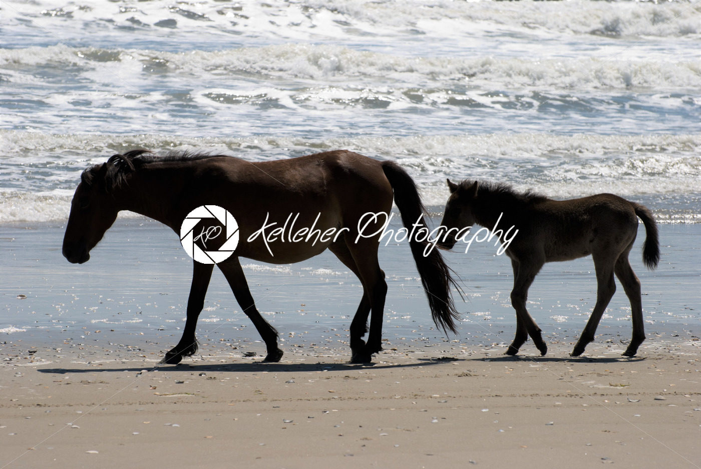 Wild horses walking along the beach in Corolla, North Carolina - Kelleher Photography Store