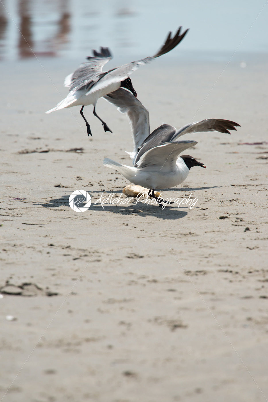 Seagull on the beach flying fighting over food - Kelleher Photography Store
