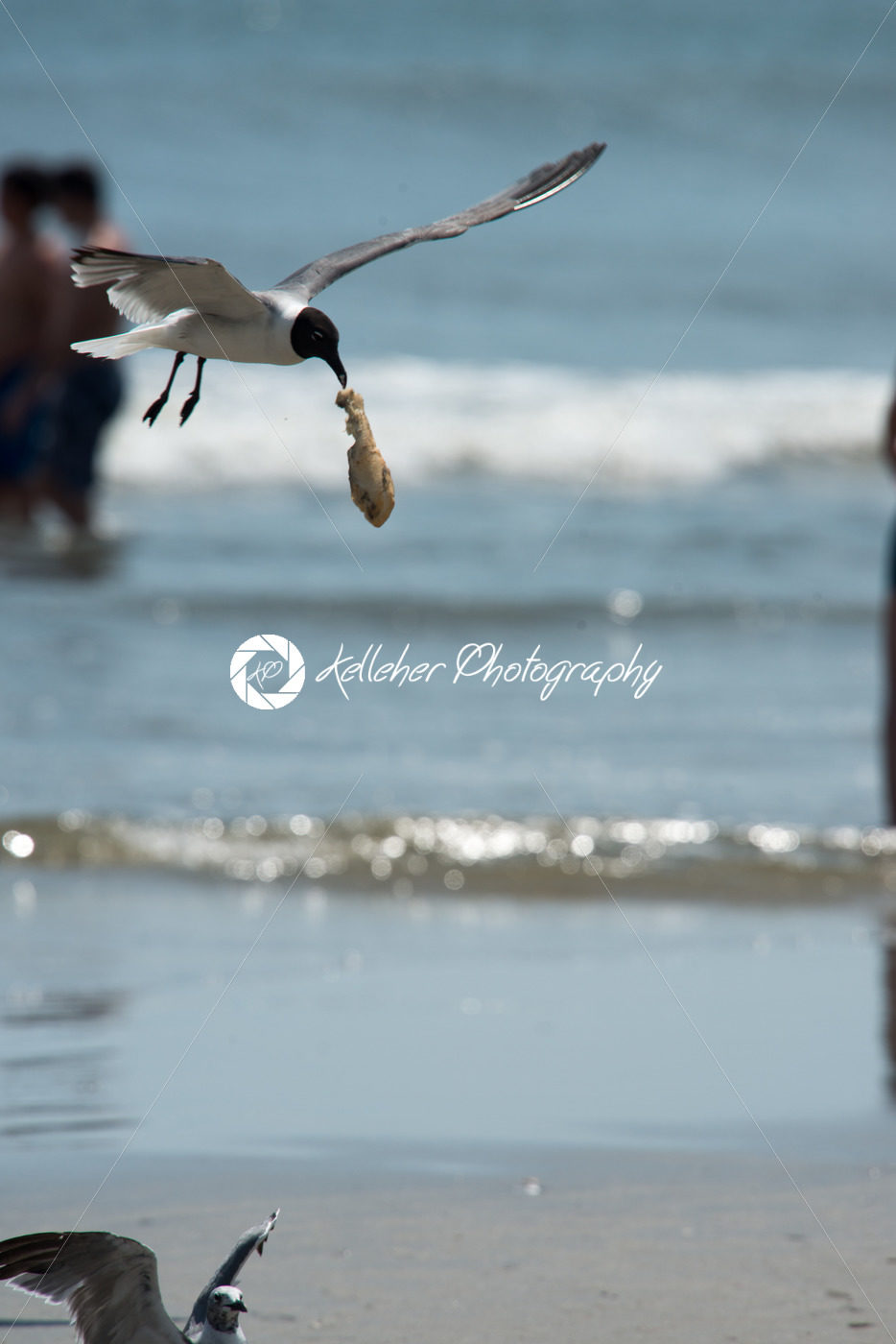 Seagull on the beach flying with food hanging out of its mouth - Kelleher Photography Store