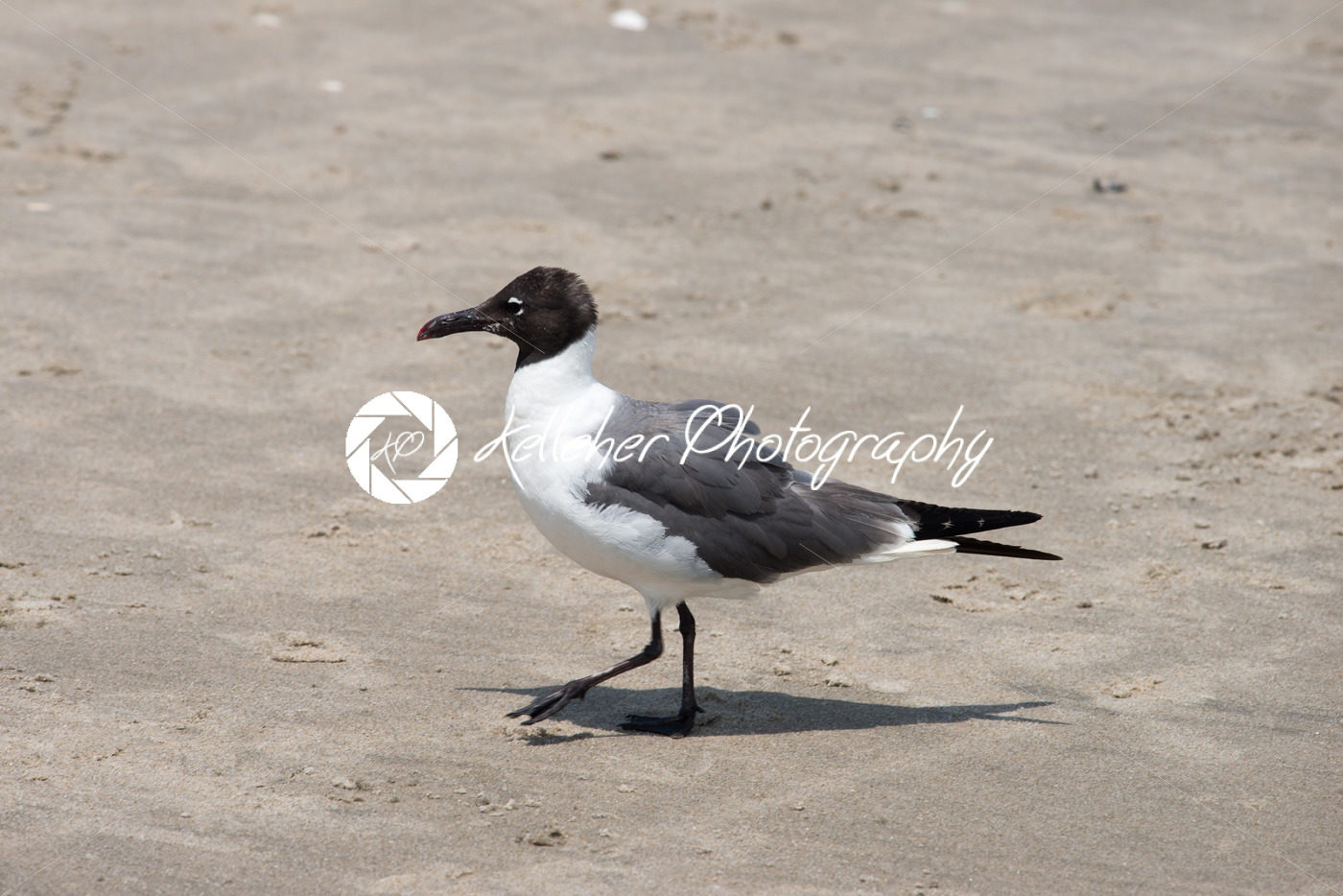 Seagull walking along on the beach - Kelleher Photography Store