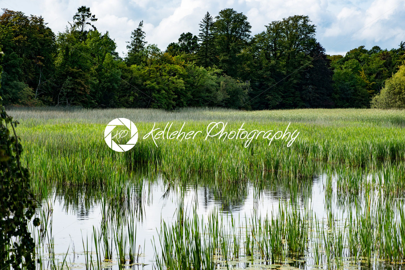 COUNTY OFFALY, IRELAND – AUGUST 23, 2017: Birr Castle Gardens in County Offaly, Ireland - Kelleher Photography Store