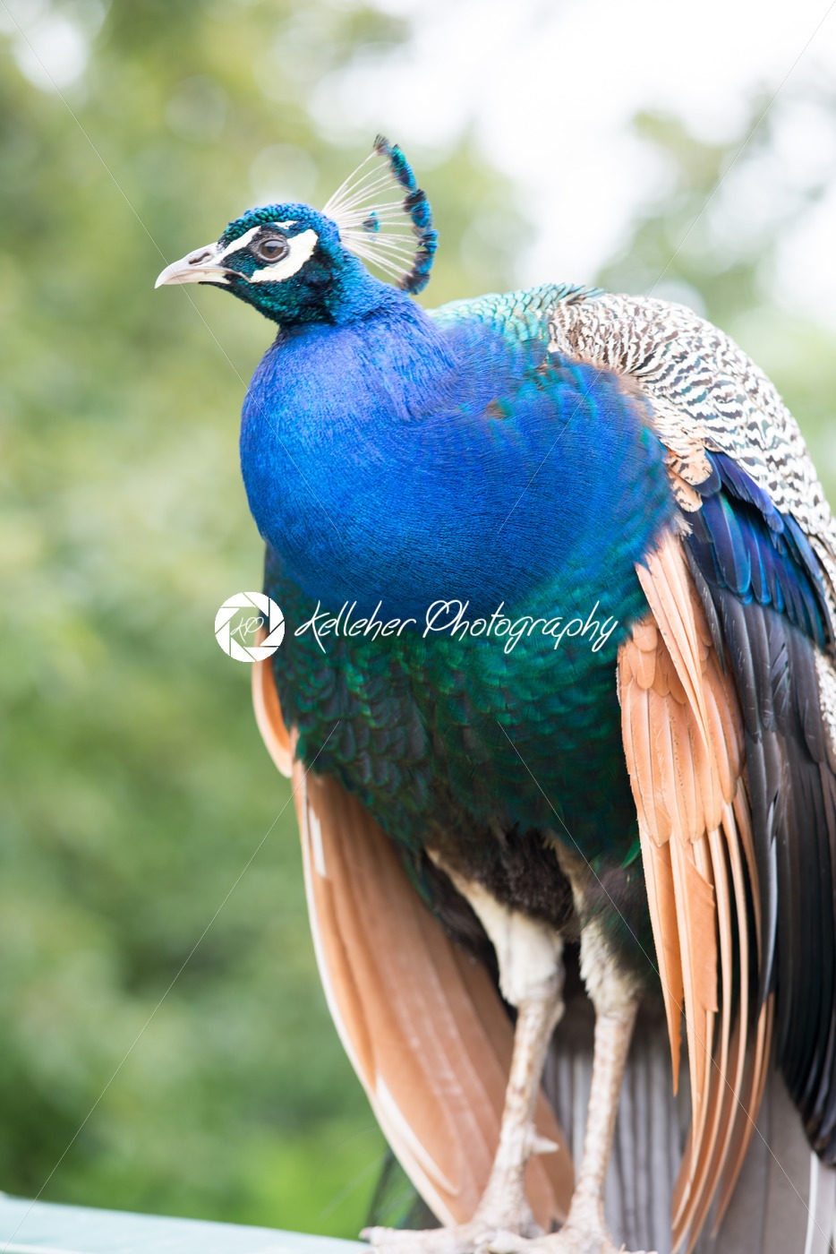 Close Up of Blue Peacock Outside - Kelleher Photography Store