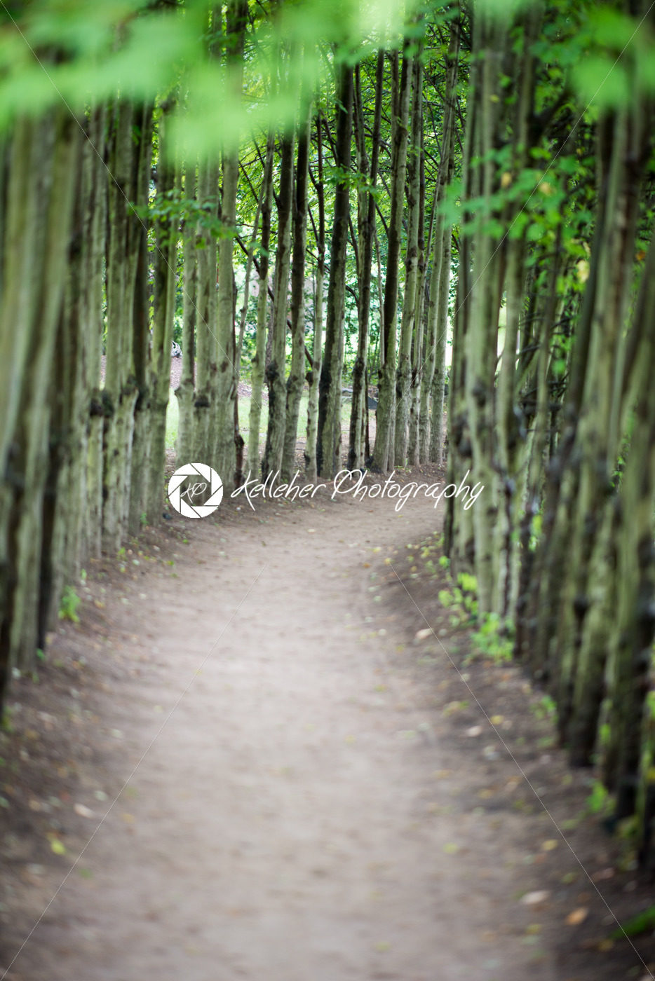 Dirt walk way path lined with thin trees on both sides - Kelleher Photography Store