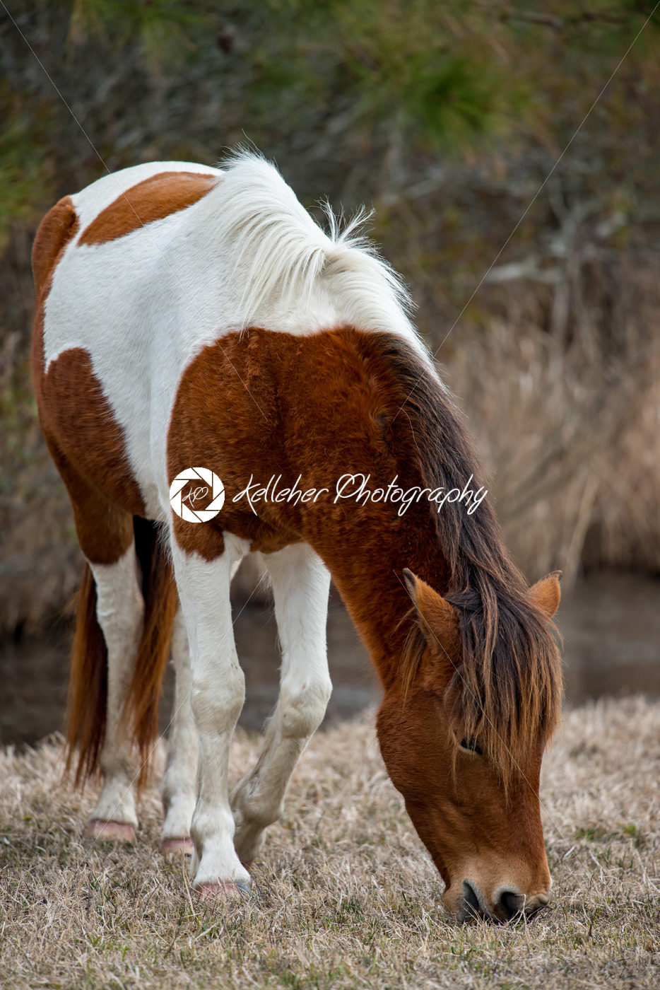 An Assateague wild horse in Maryland - Kelleher Photography Store