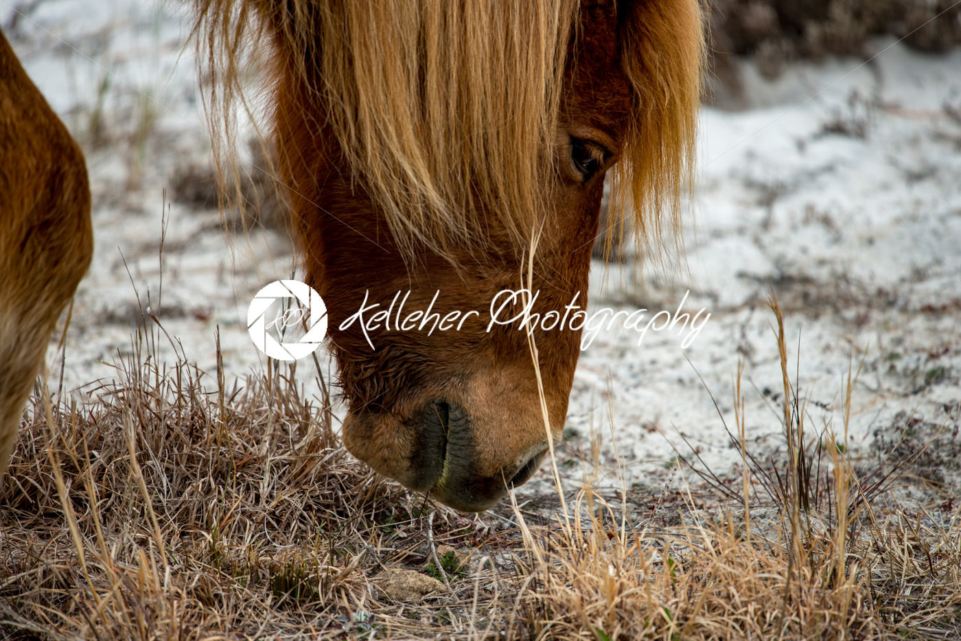An Assateague wild horse in Maryland - Kelleher Photography Store