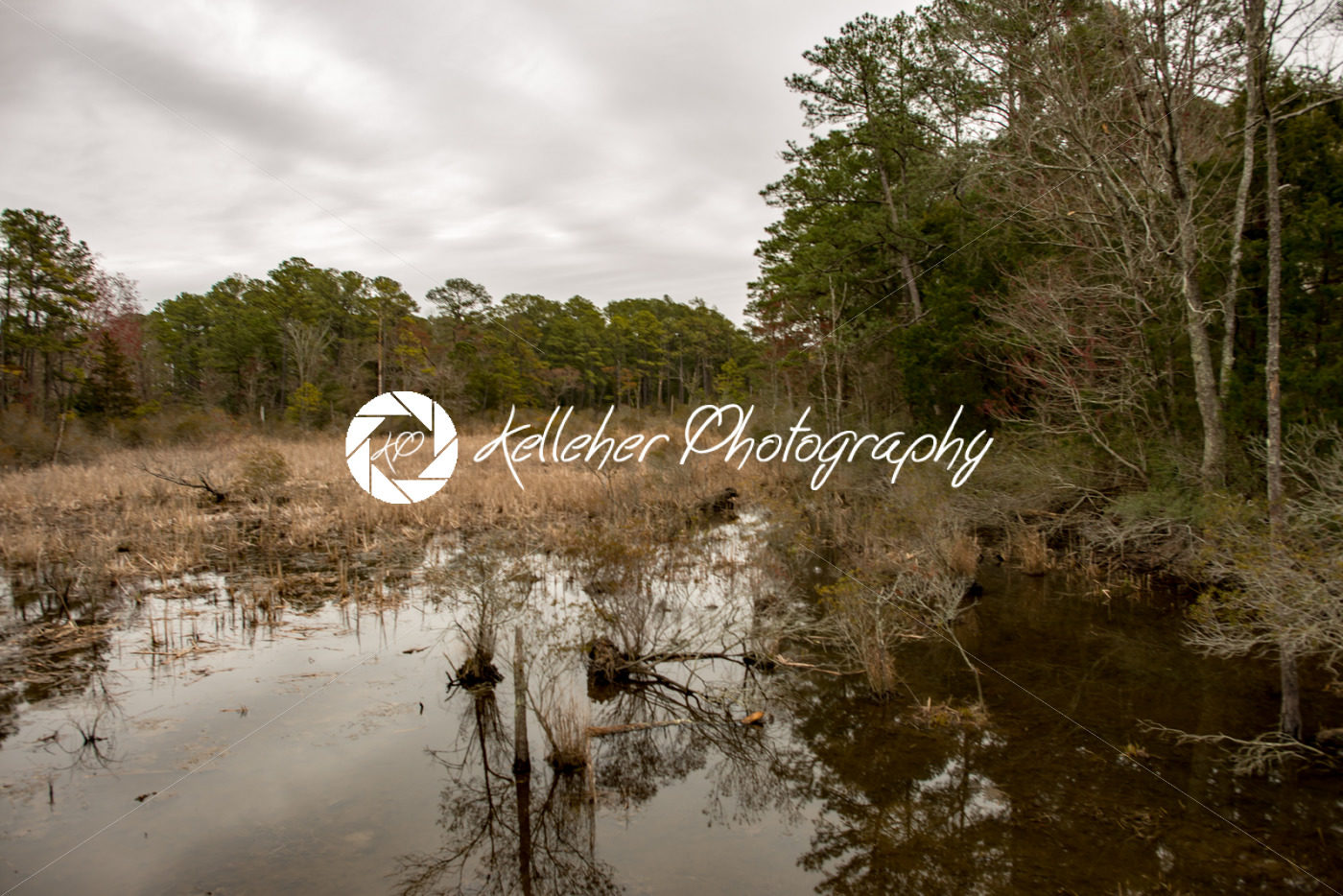 Swamp lake and trees in Jamestown, Virginia - Kelleher Photography Store