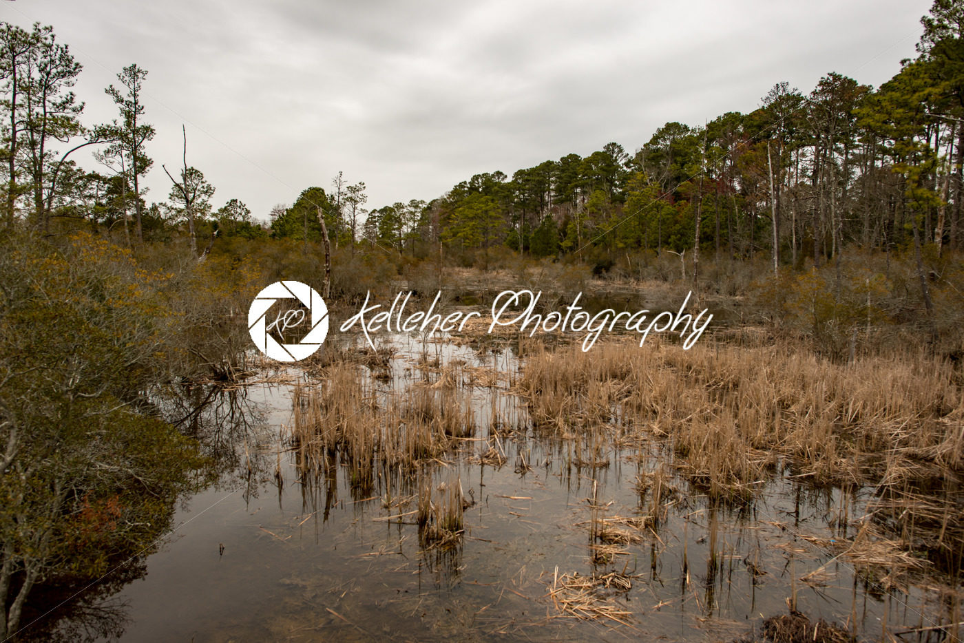 Swamp lake and trees in Jamestown, Virginia - Kelleher Photography Store