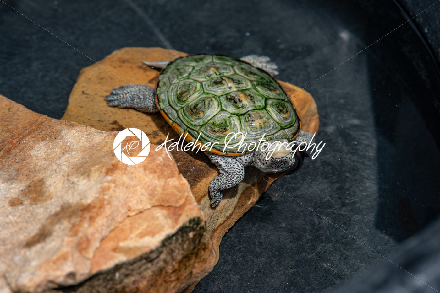 A Terrapin turtle on a rock - Kelleher Photography Store