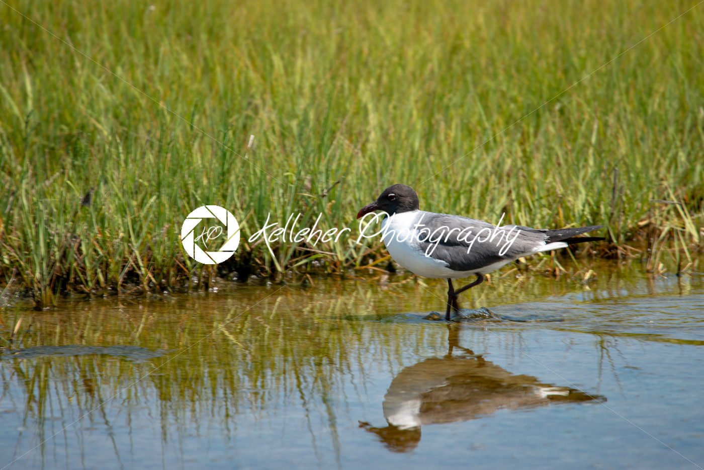 A shore bird, the Laughing Gull Leucophaeus atricilla has a call that sounds like laughter - Kelleher Photography Store