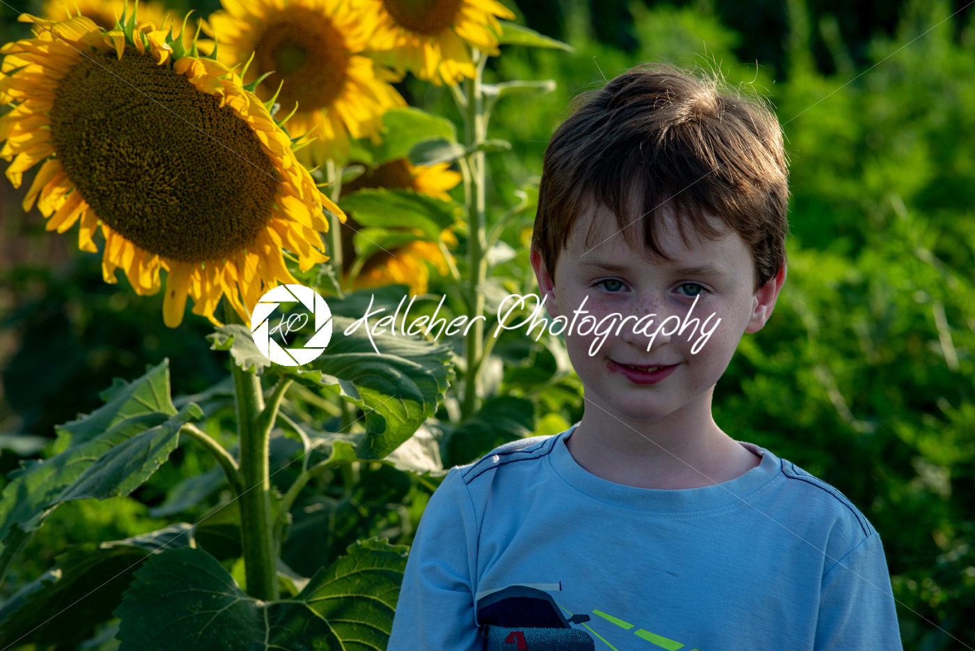 Beauty joyful young boy with sunflower enjoying nature and laughing on summer sunflower field. Sunflare, sunbeams, glow sun. Backlit. - Kelleher Photography Store