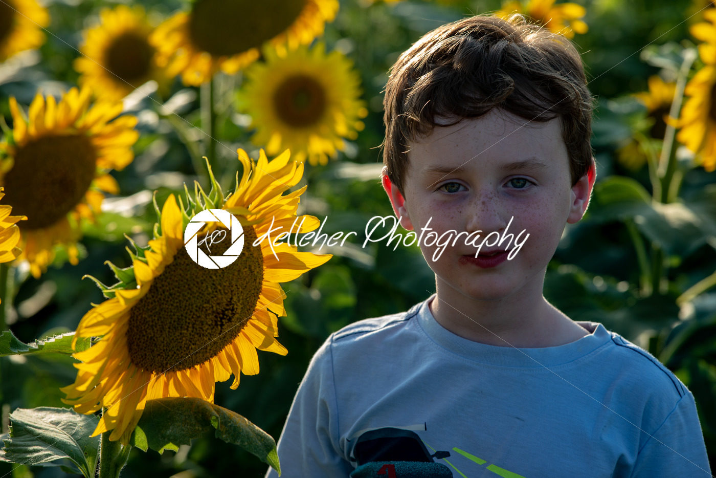 Beauty joyful young boy with sunflower enjoying nature and laughing on summer sunflower field. Sunflare, sunbeams, glow sun. Backlit. - Kelleher Photography Store