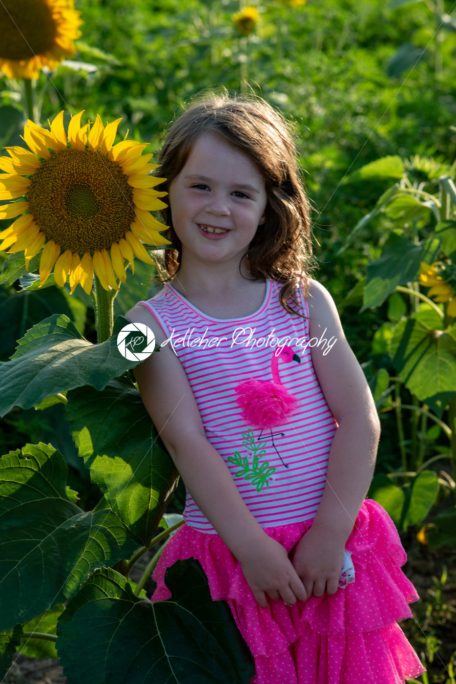 Beauty joyful young girl with sunflower enjoying nature and laughing on summer sunflower field. Sunflare, sunbeams, glow sun. Backlit. - Kelleher Photography Store