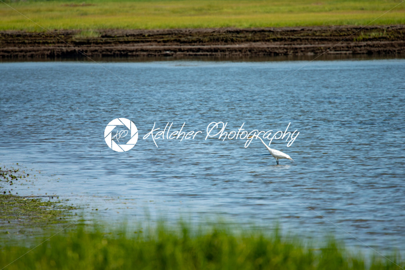 Snowy Egret wading across marsh along New Jersey shore - Kelleher Photography Store