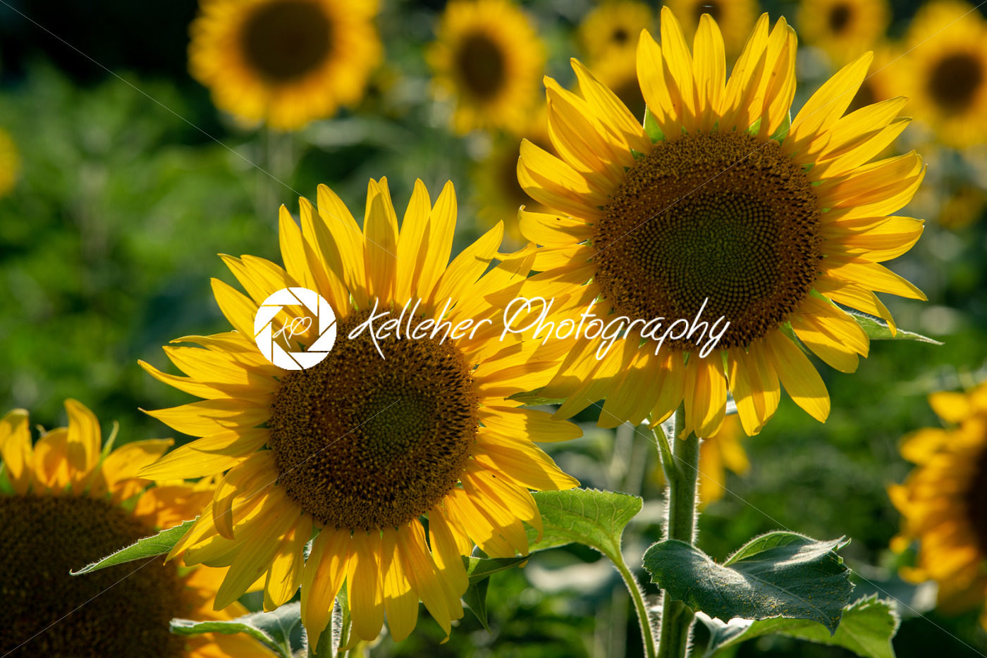 Sun flower Field during sunset hour - Kelleher Photography Store