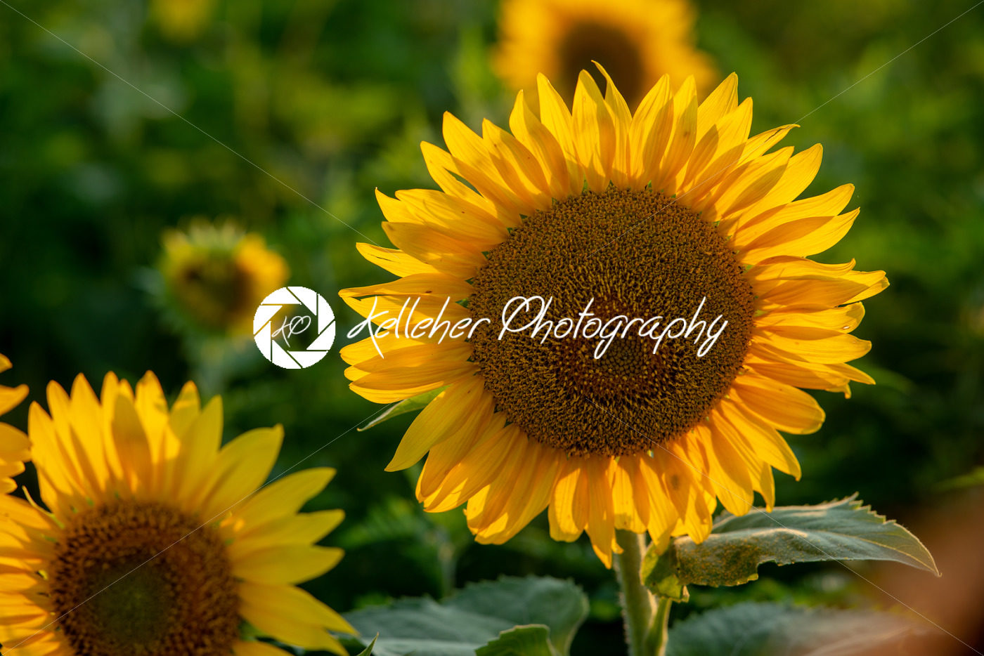 Sun flower Field during sunset hour - Kelleher Photography Store