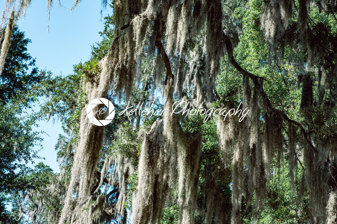 Live Oak with Spanish Moss tree in Bonaventure Cemetery Savannah Georgia - Kelleher Photography Store